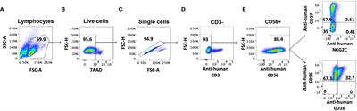 Analysis of the impact of handling and culture on the expansion and functionality of NK cells